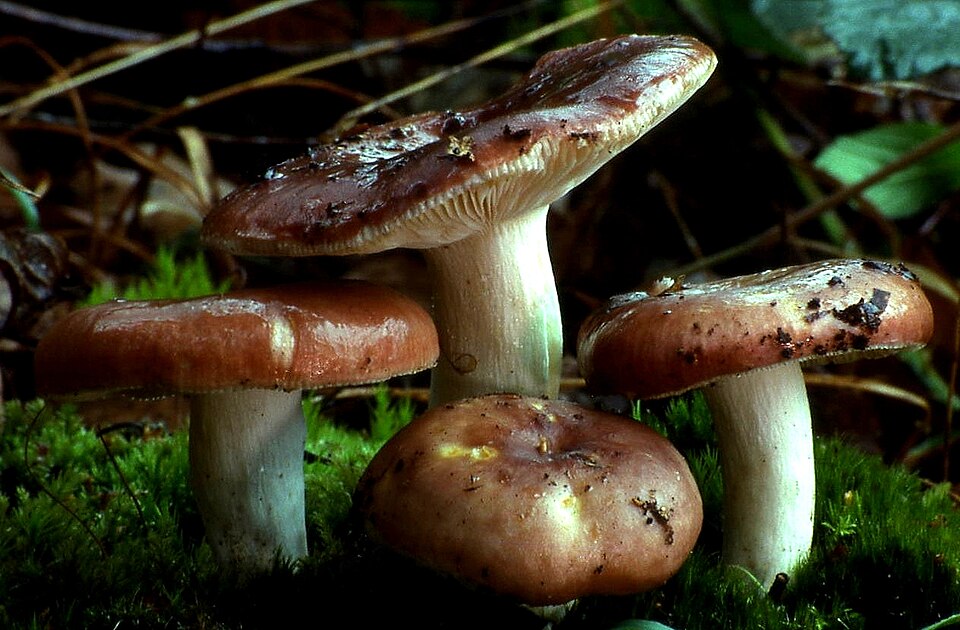 Gołąbek wyborny (Russula vesca)