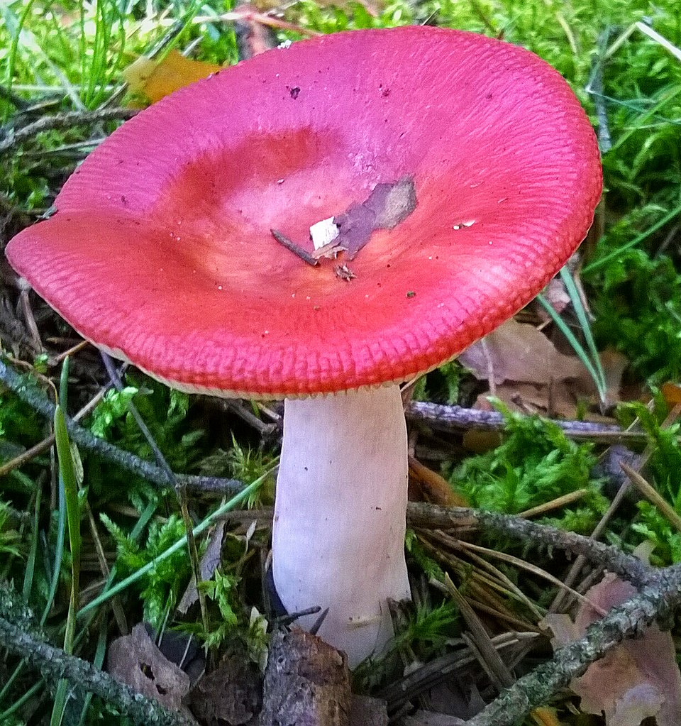 Gołąbek wymiotny (Russula emetica)