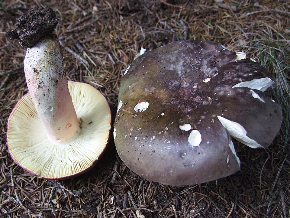 Gołąbek zielonawofioletowy (Russula cyanoxantha)