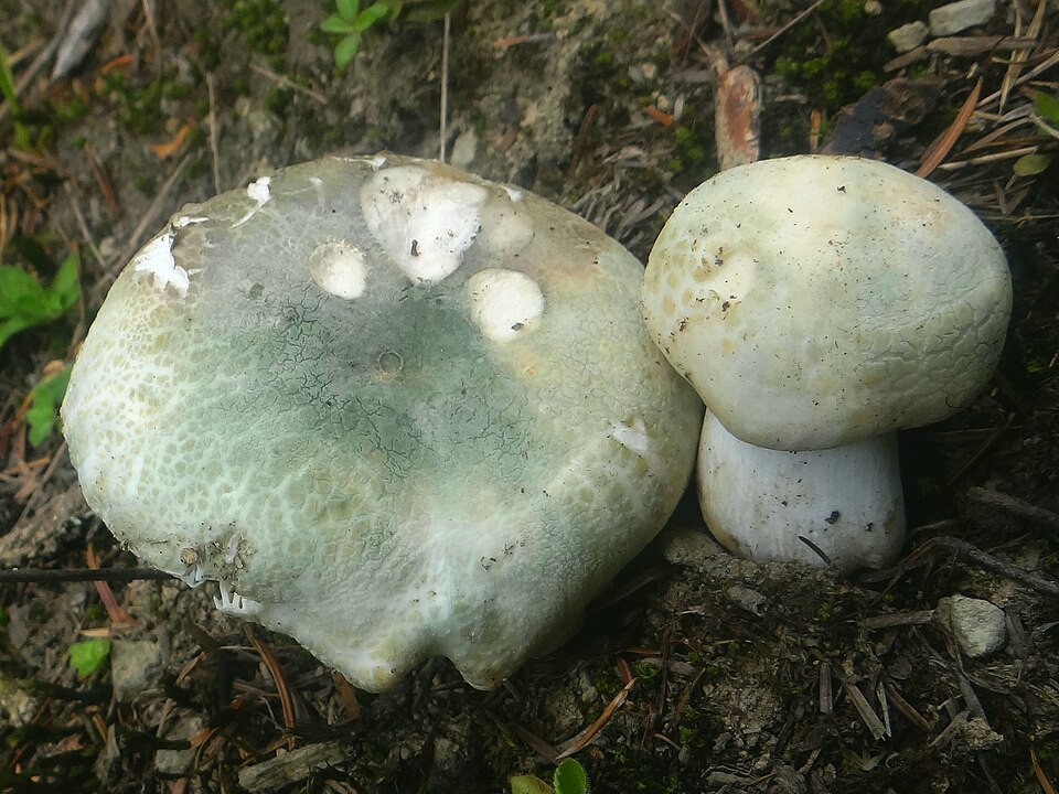 Gołąbek zielonawy (Russula virescens)