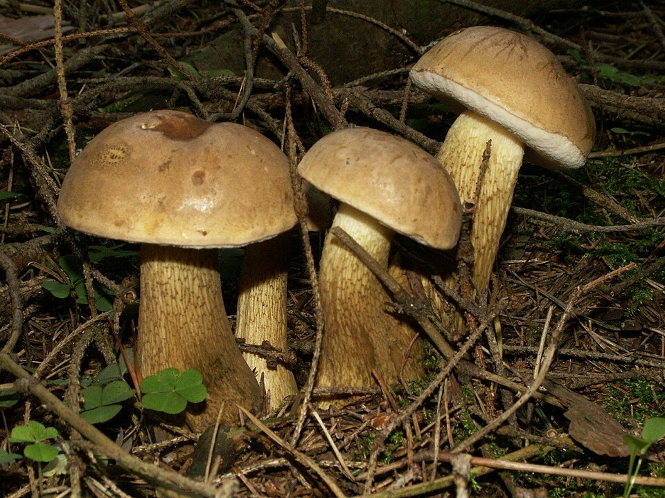 Goryczak żółciowy (Tylopilus felleus)