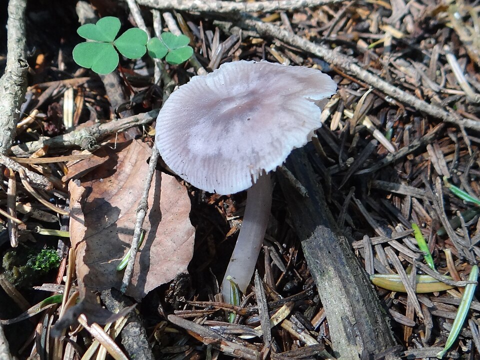 Grzybówka czysta (Mycena pura)