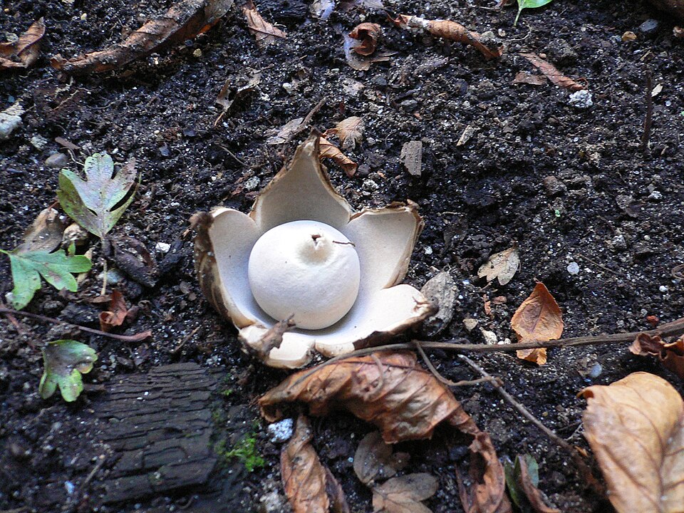 Gwiazdosz frędzelkowany (Geastrum fimbriatum)