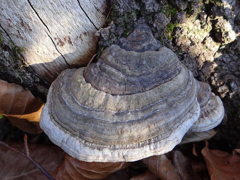Hubiak pospolity (Fomes fomentarius)