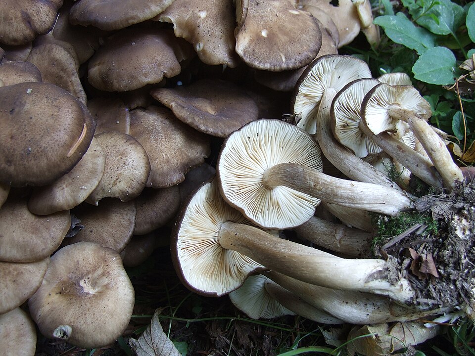 Kępkowiec jasnobrązowy (Lyophyllum decastes)