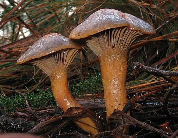 Klejek czerwonawy (Chroogomphus rutilus)