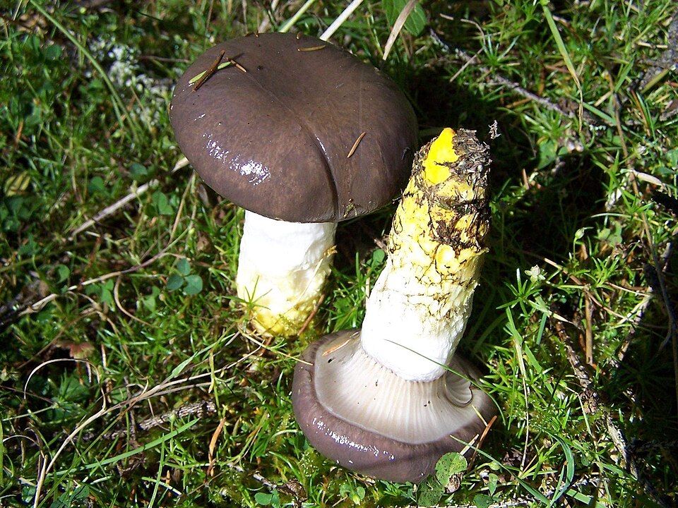 Klejówka świerkowa (Gomphidius glutinosus)