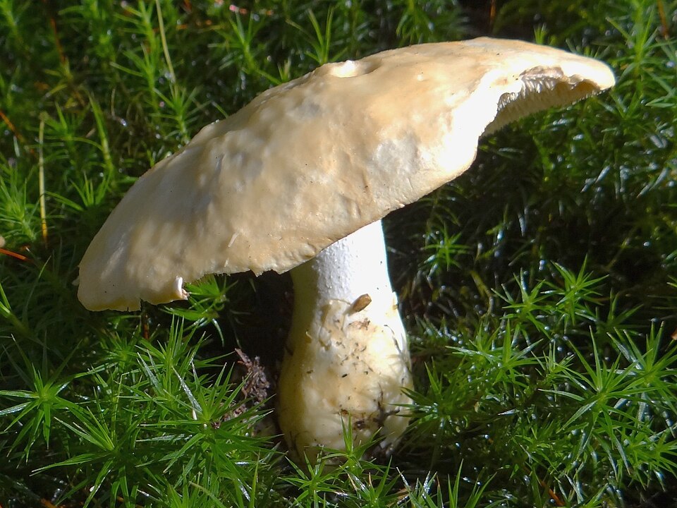 Kolczak obłączasty (Hydnum repandum)