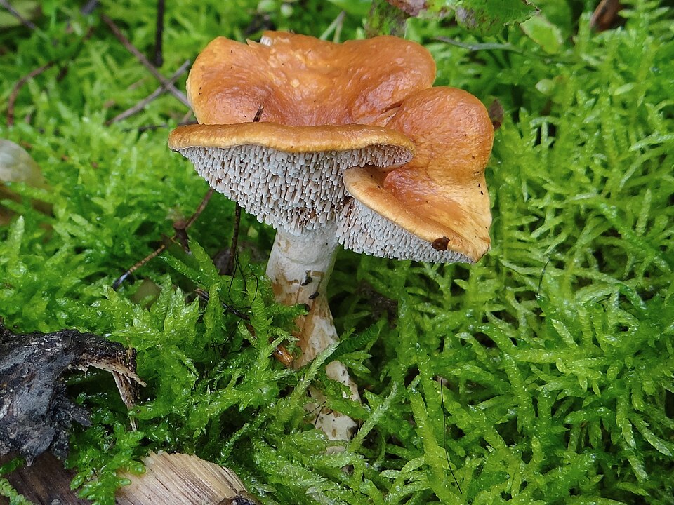 Kolczak rudawy (Hydnum rufescens)