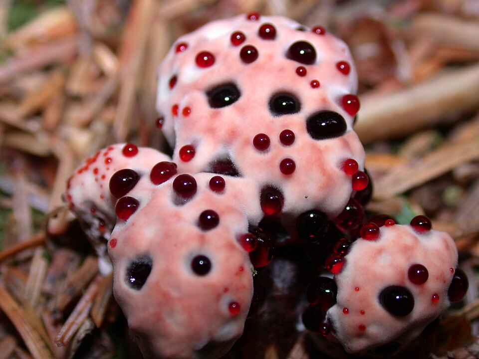 Kolczakówka piekąca (Hydnellum peckii)