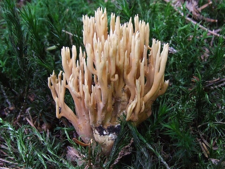 Koralówka sztywna (Ramaria stricta)