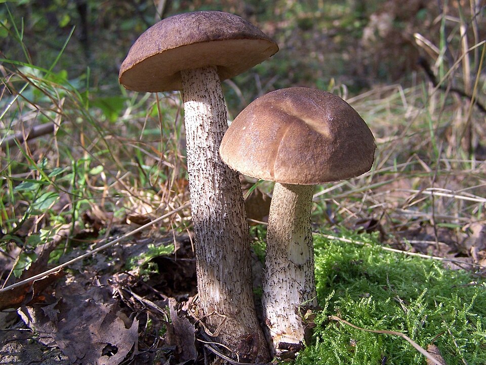 Koźlarz babka (Leccinum scabrum)