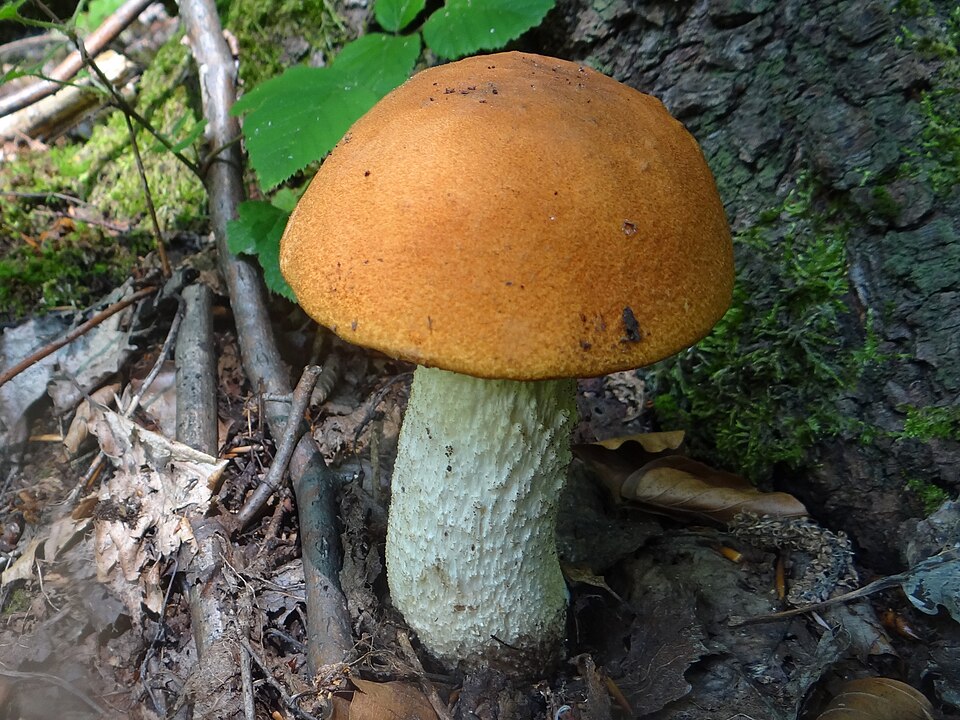 Koźlarz czerwony (Leccinum aurantiacum)