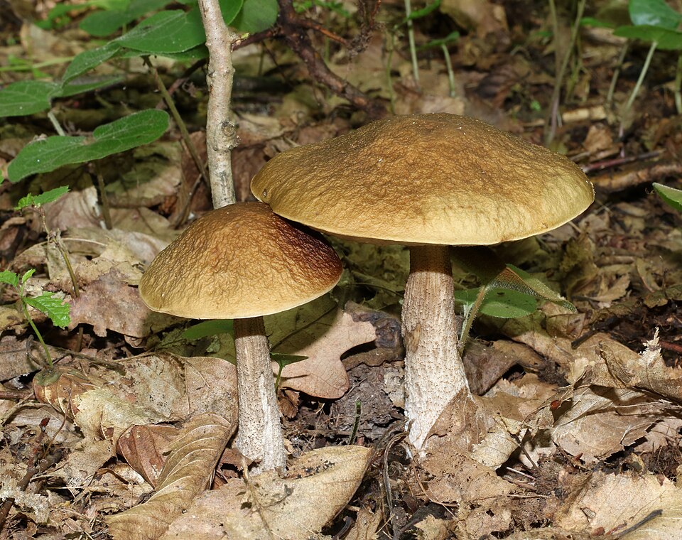 Koźlarz grabowy (Leccinellum pseudoscabrum)