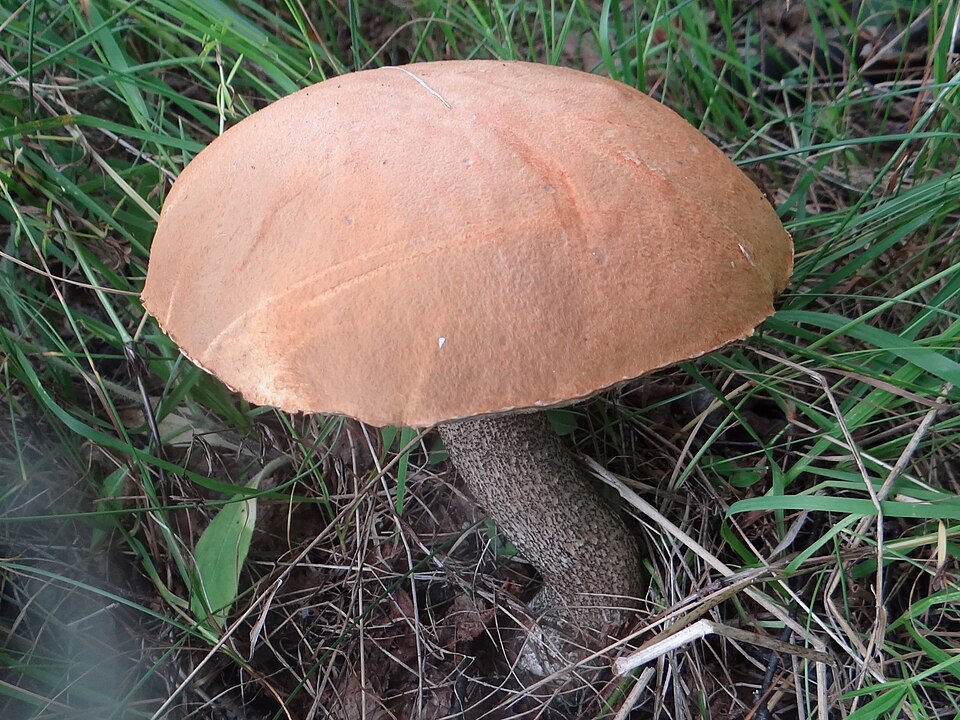 Koźlarz pomarańczowożółty (Leccinum versipelle)