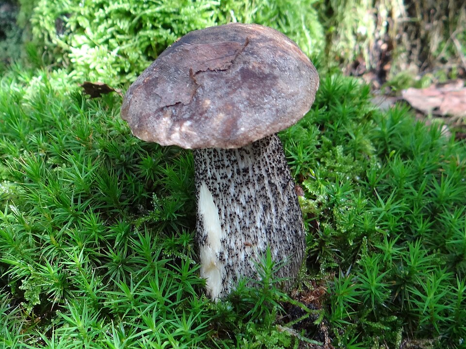 Koźlarz różnobarwny (Leccinum variicolor)