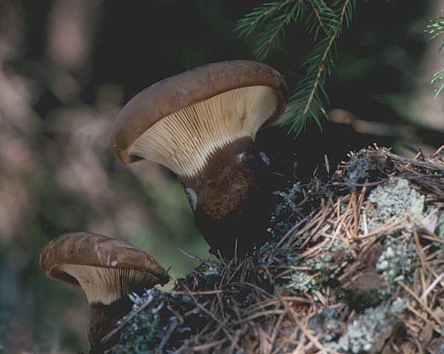 Krowiak aksamitny (Tapinella atrotomentosa)