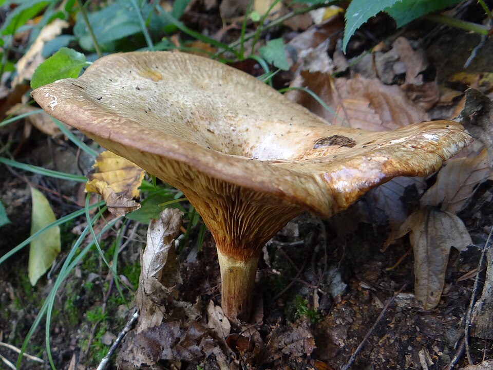Krowiak olszowy (Paxillus rubicundulus)