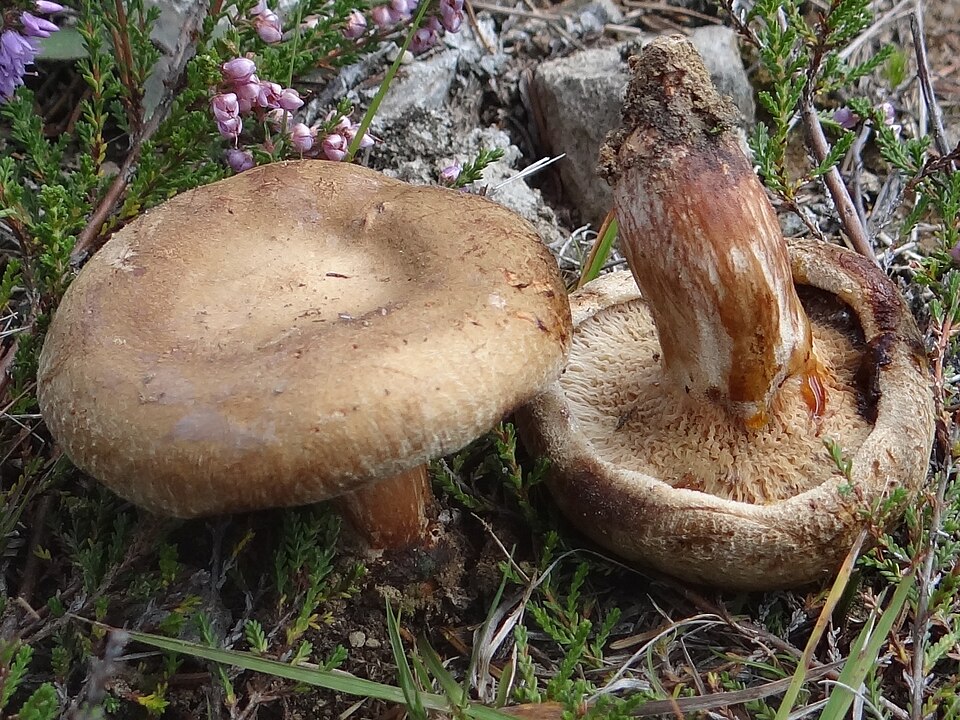 Krowiak podwinięty (Paxillus involutus)