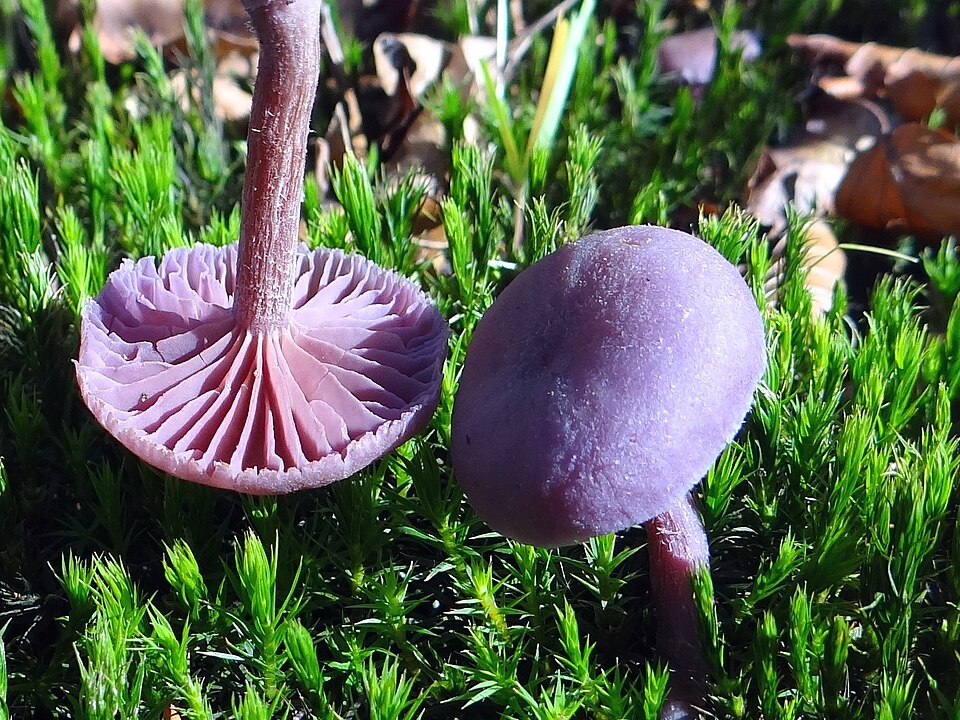 Lakówka ametystowa (Laccaria amethystina)