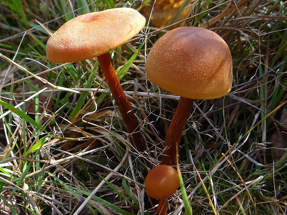 Lakówka pospolita (Laccaria laccata)