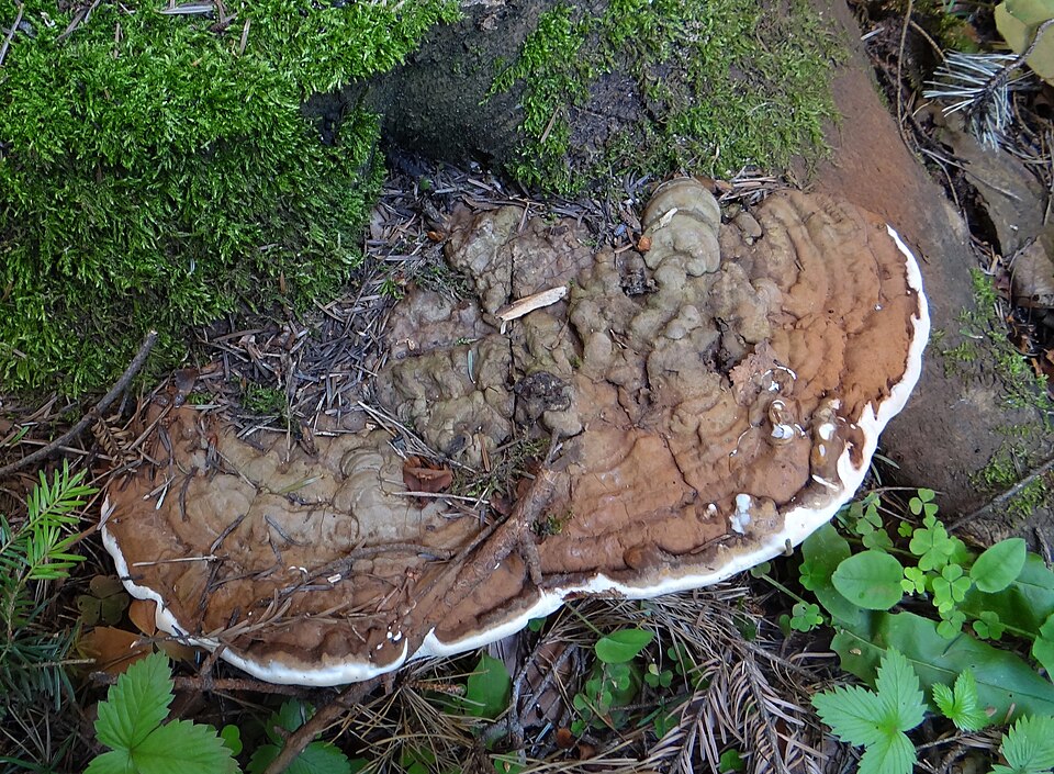 Lakownica spłaszczona (Ganoderma applanatum)