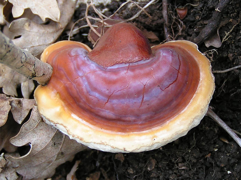 Lakownica żółtawa (Ganoderma lucidum)