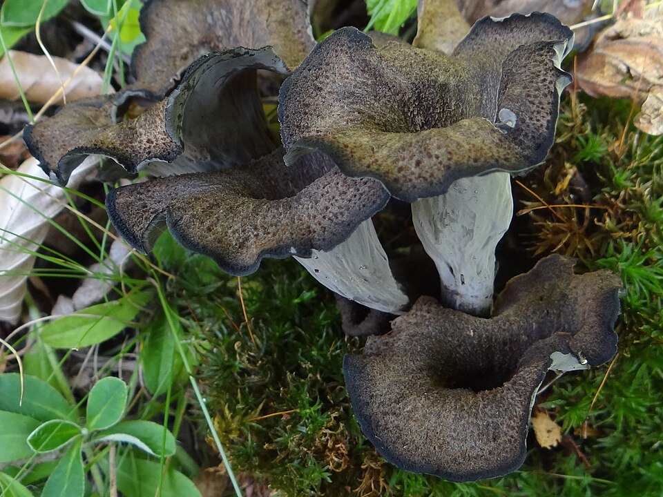 Lejkowiec dęty (Craterellus cornucopioides)