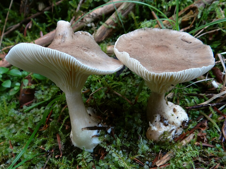 Lejkówka buławotrzonowa (Ampulloclitocybe clavipes)