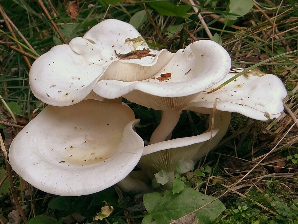 Lejkówka liściowa (Clitocybe phyllophila)