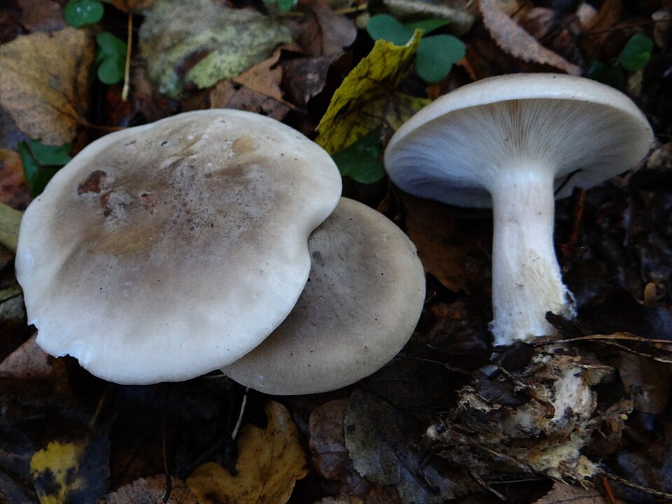 Lejkówka szarawa (Clitocybe nebularis)