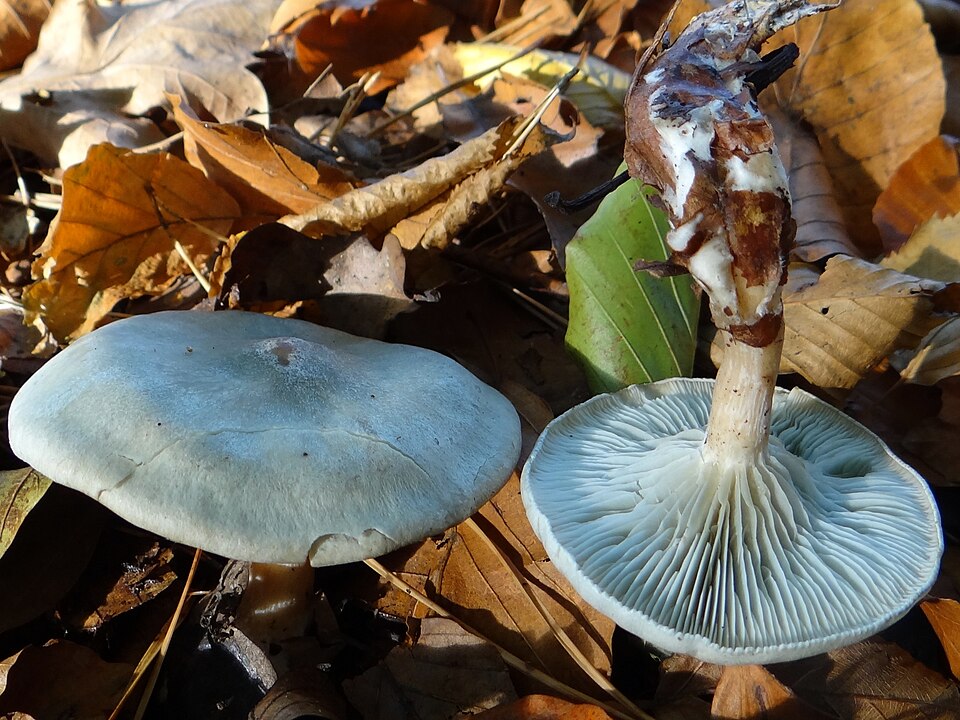 Lejkówka wonna (Clitocybe odora)