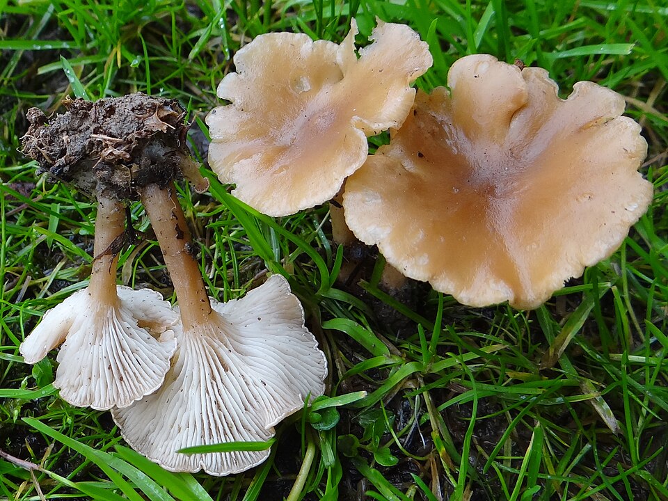 Lejkówka żółtobrązowa (Infundibulicybe gibba)