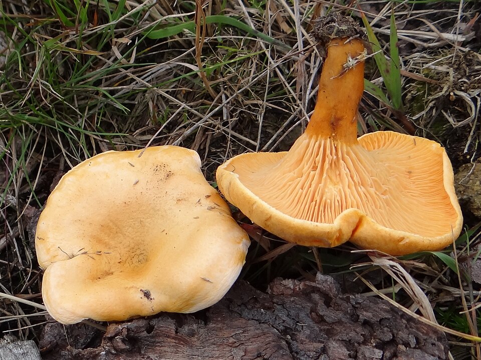 Lisówka pomarańczowa (Hygrophoropsis aurantiaca)