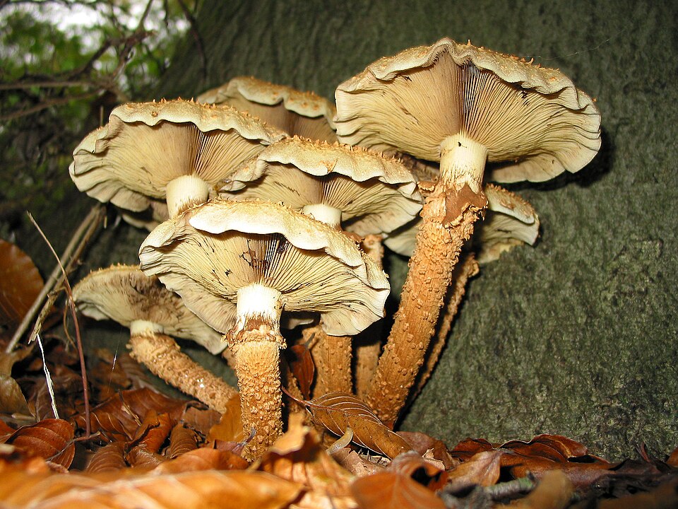 Łuskwiak nastroszony (Pholiota squarrosa)