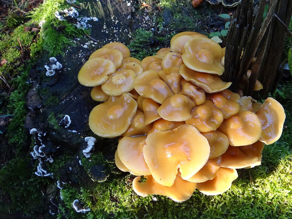 Łuszczak zmienny (Kuehneromyces mutabilis)