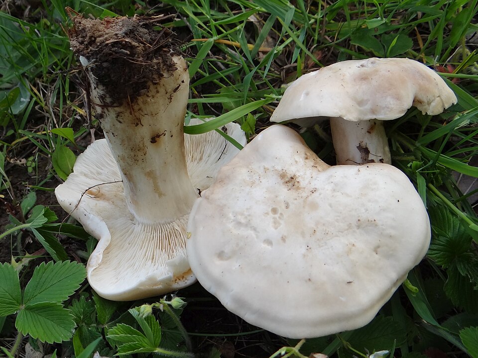 Majówka wiosenna (Calocybe gambosa)