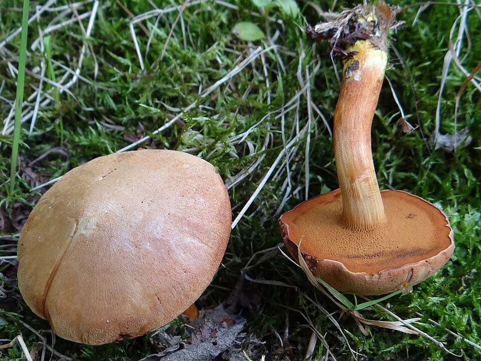Maślaczek pieprzowy (Chalciporus piperatus)