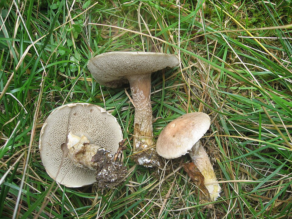 Maślak lepki (Suillus viscidus)