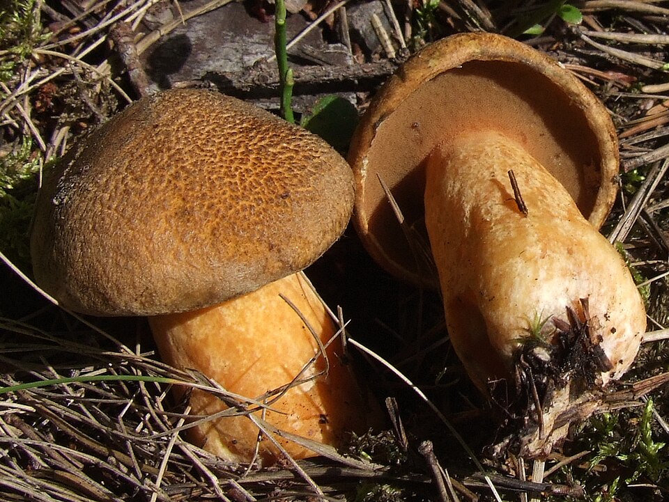 Maślak pstry (Suillus variegatus)