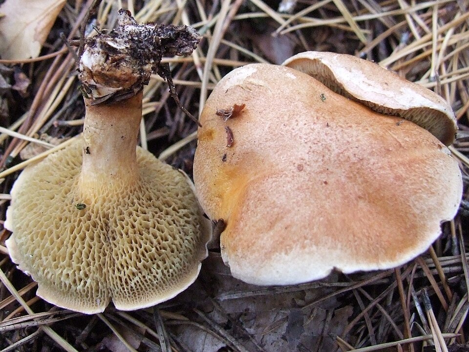 Maślak sitarz (Suillus bovinus)