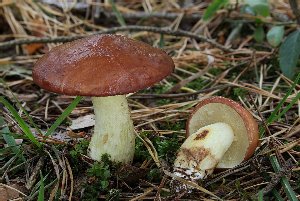 Maślak ziarnisty (Suillus granulatus)