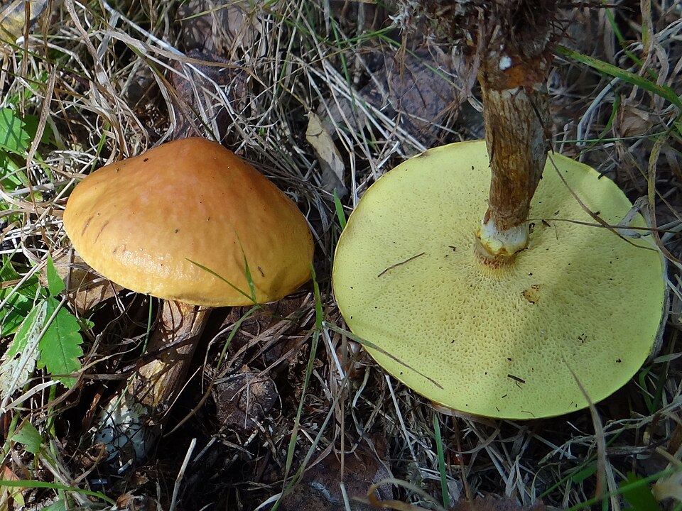 Maślak żółty (Suillus grevillei)
