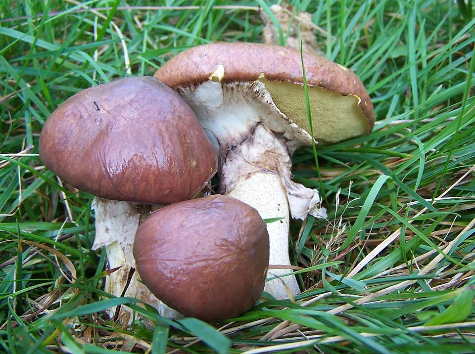 Maślak zwyczajny (Suillus luteus)