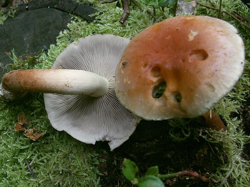 Maślanka ceglasta (Hypholoma lateritium)