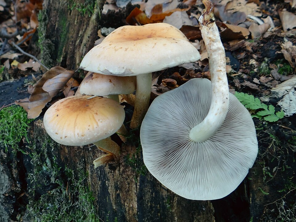 Maślanka łagodna (Hypholoma capnoides)