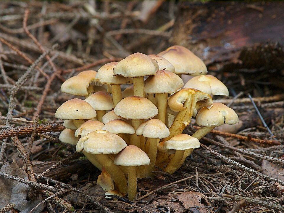 Maślanka wiązkowa (Hypholoma fasciculare)