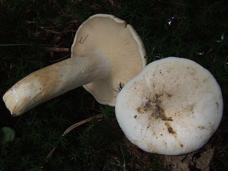 Mleczaj biel (Lactifluus piperatus)