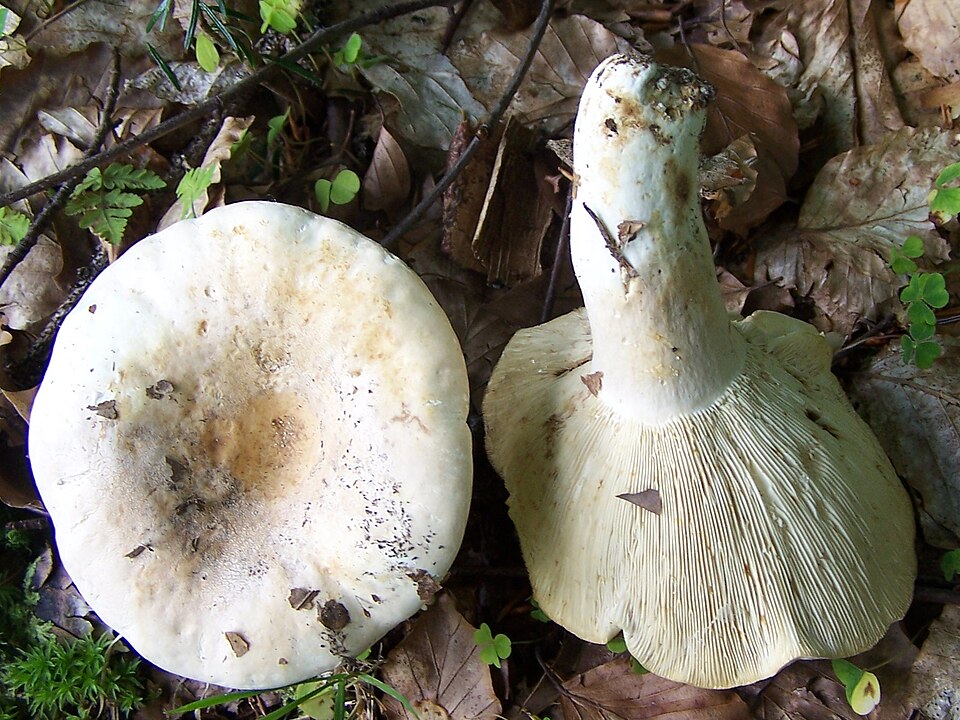 Mleczaj chrząstka (Lactifluus vellereus)