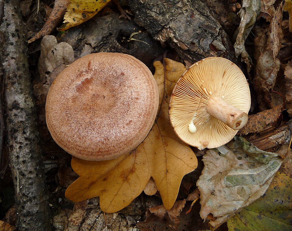 Mleczaj dębowy (Lactarius quietus)
